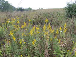 Image of Canada goldenrod