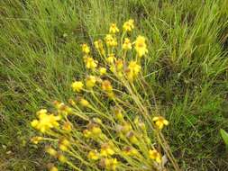 Image of Senecio inornatus DC.