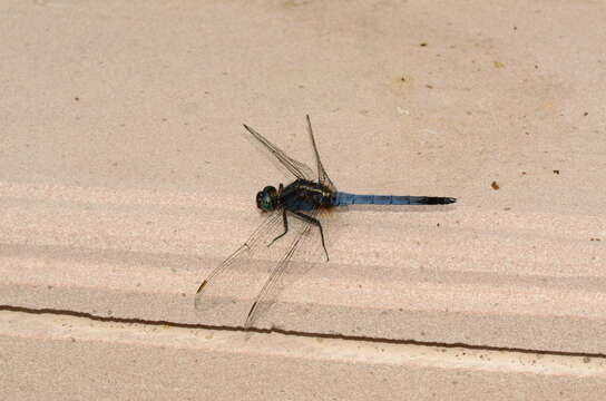 Image of blue marsh hawk