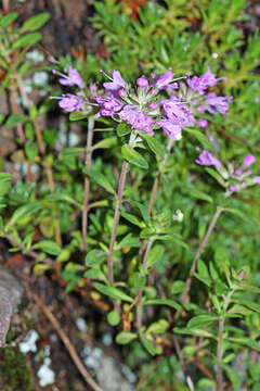 Image of Thymus japonicus (H. Hara) Kitag.