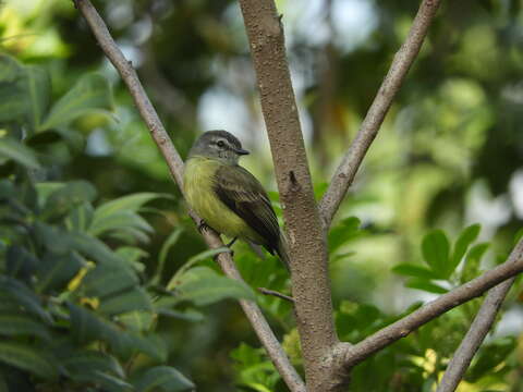 Image of Sooty-headed Tyrannulet