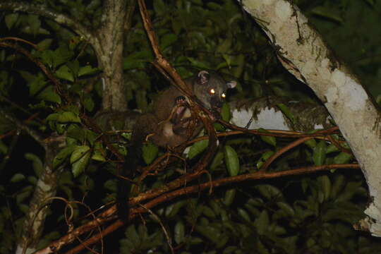 Image of small-toothed palm civet