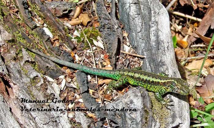 صورة Liolaemus pictus pictus (Duméril & Bibron 1837)