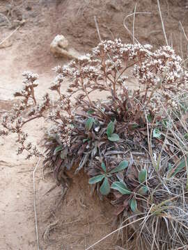 Image of Goniolimon dalmaticum (C. Presl) Rchb. fil.