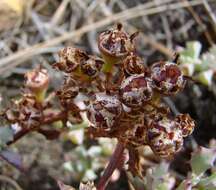 Imagem de Oscularia deltoides (L.) Schwant.