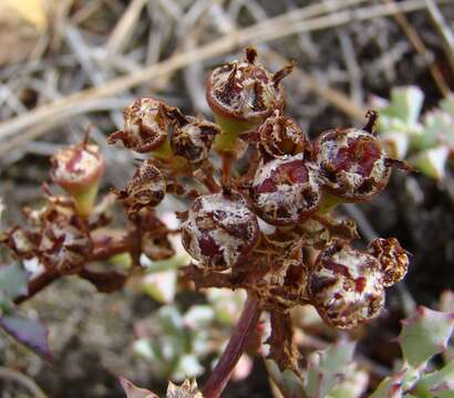 Image of Oscularia deltoides (L.) Schwant.