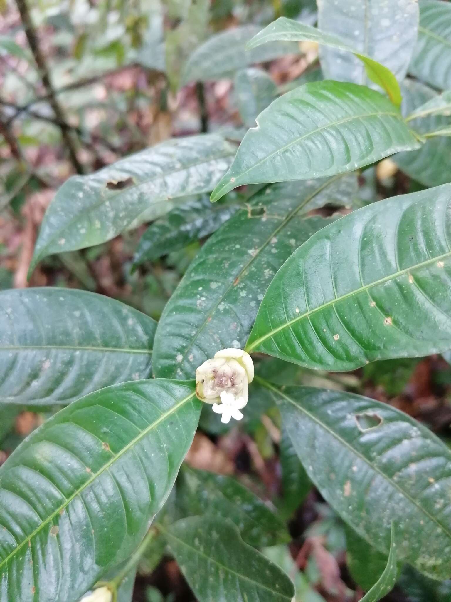 Palicourea glomerulata (Donn. Sm.) Borhidi resmi