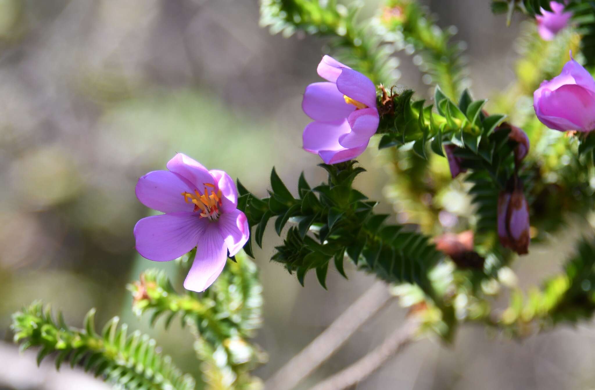 Image of Lavoisiera imbricata DC.