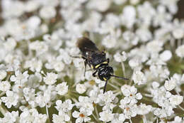 Image of Modest Masked Bee