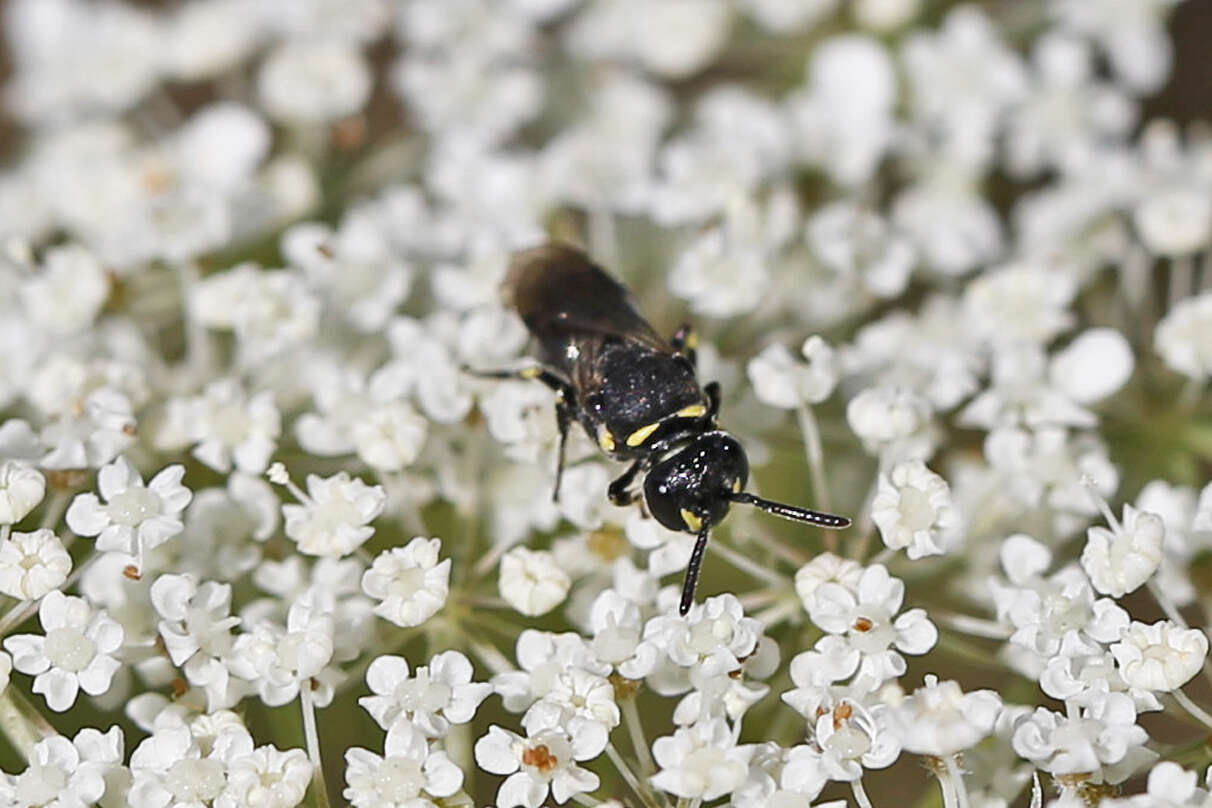 Hylaeus modestus Say 1837 resmi