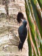 Image of Puerto Rican Woodpecker