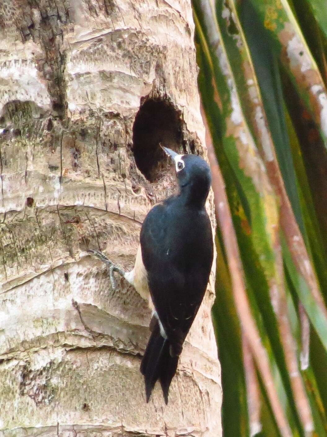 Image of Puerto Rican Woodpecker