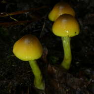 Image of Dermocybe icterinoides E. Horak 1988