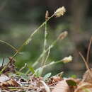 Image of Carex conica Boott