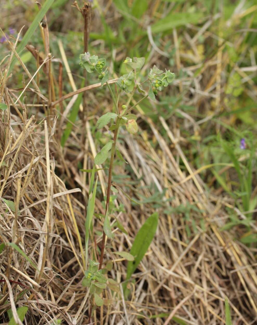 Image of Heller's spurge