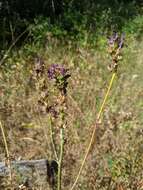 Слика од Sidalcea oregana subsp. oregana