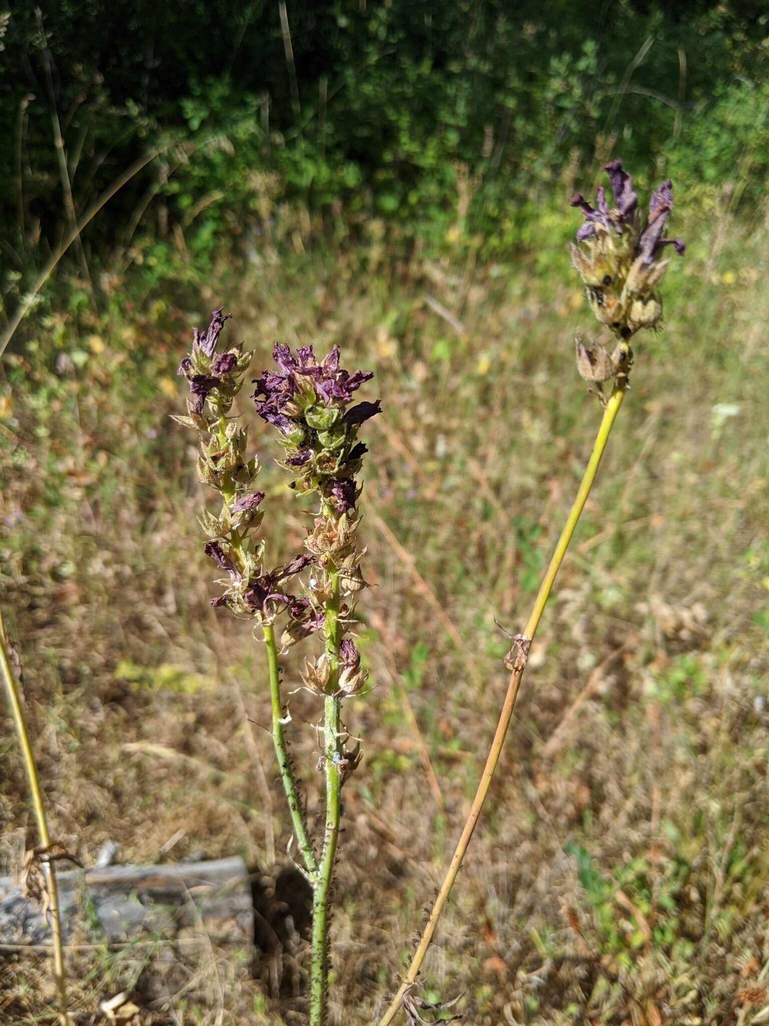 صورة Sidalcea oregana subsp. oregana