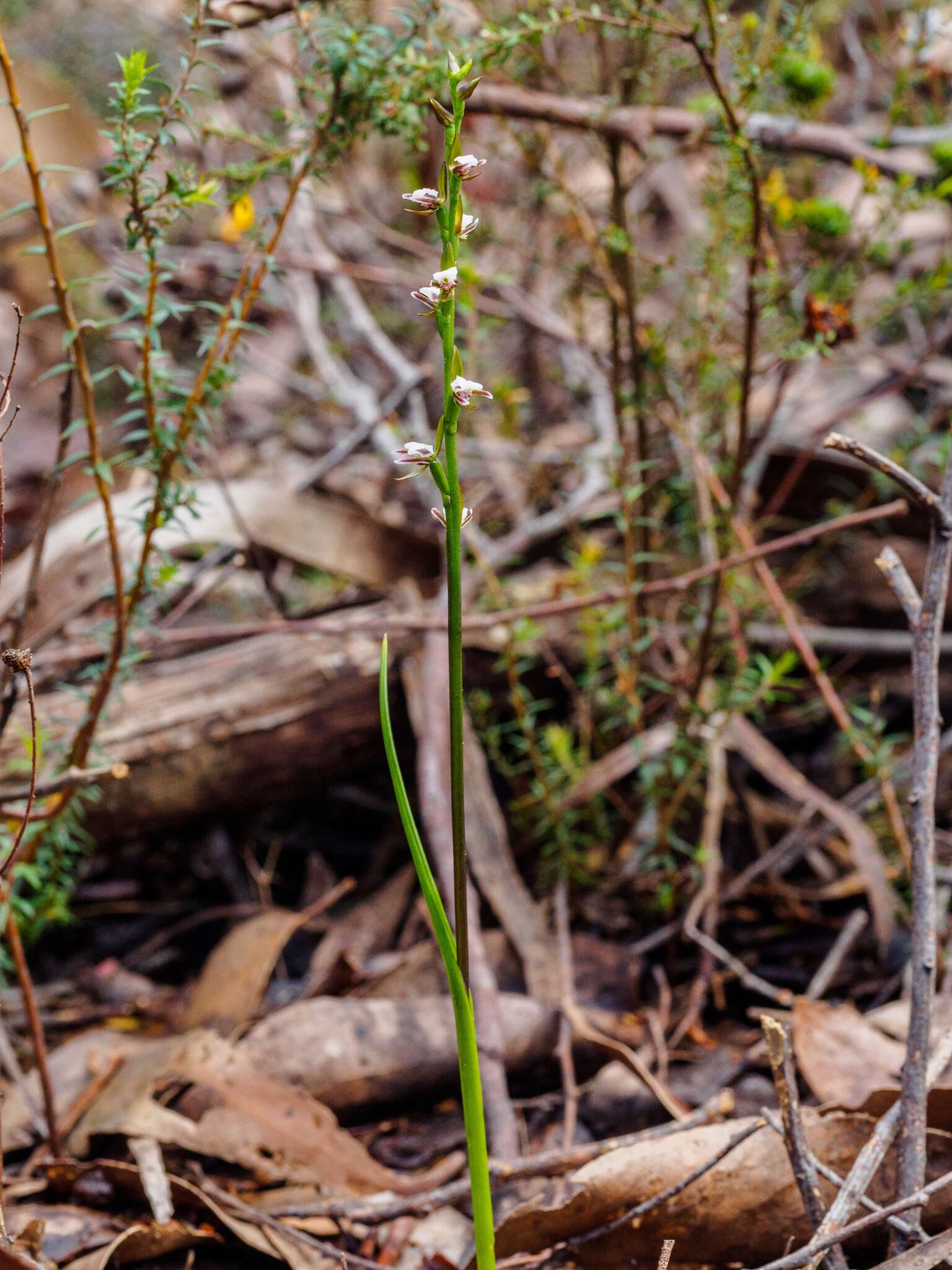 Imagem de Prasophyllum brevilabre (Lindl.) Hook. fil.