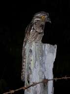 Image of Common Potoo