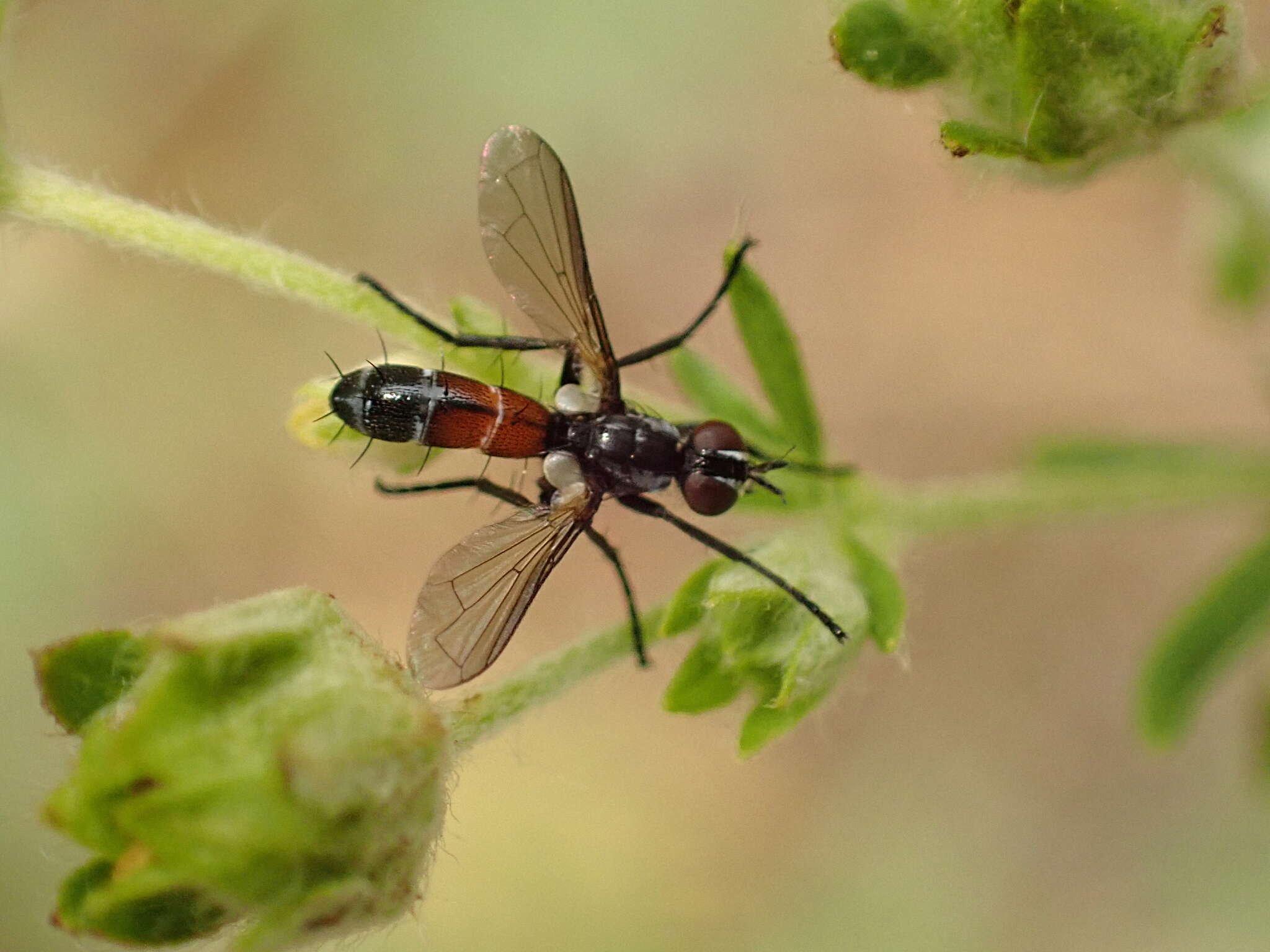 Image of Cylindromyia pusilla (Meigen 1824)