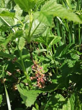 Image of Rock Red Currant