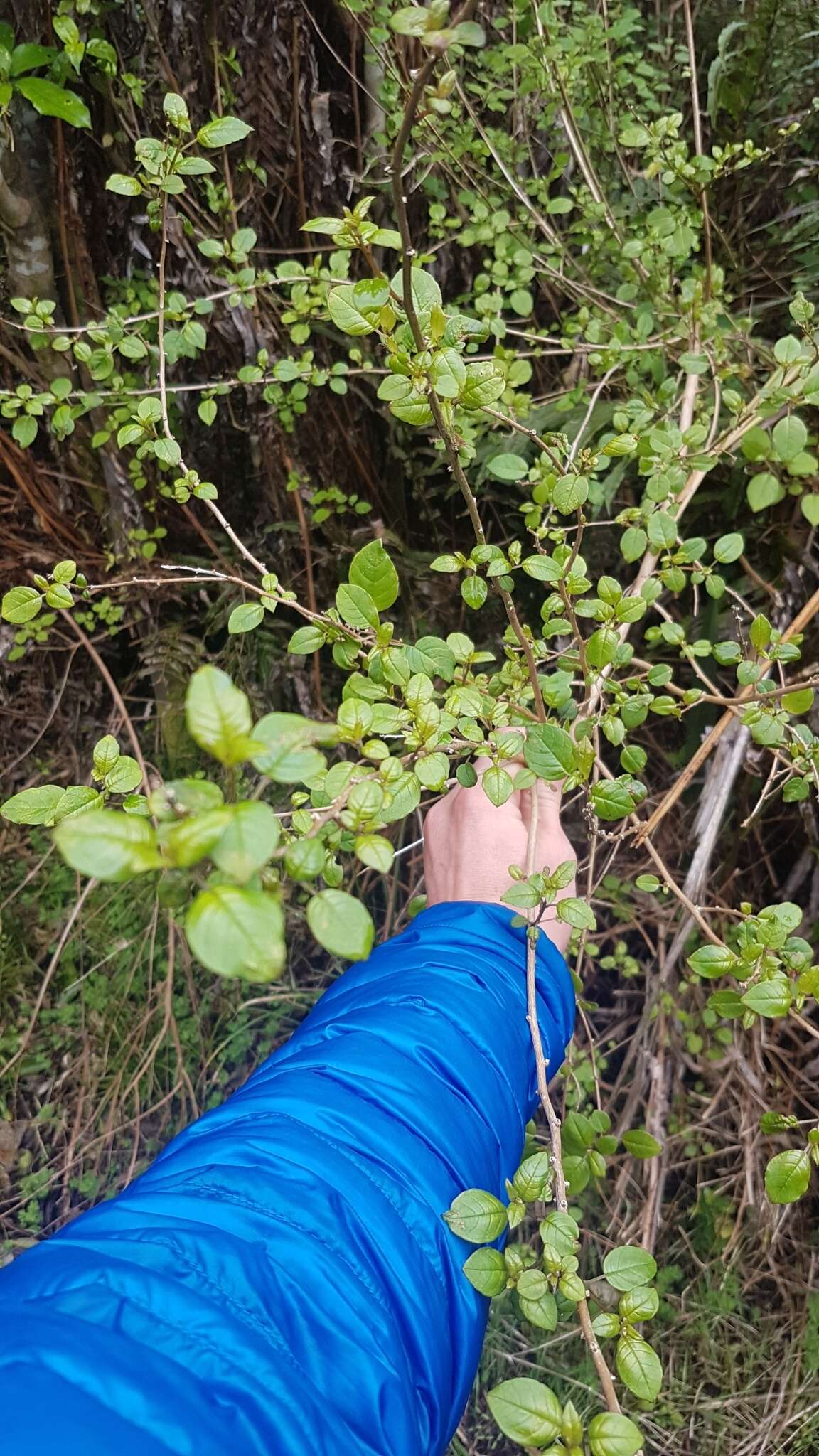 Image of Fuchsia perscandens Cockayne & Allan