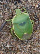 Image of Chlorochroa (Chlorochroa) persimilis Horvath 1908