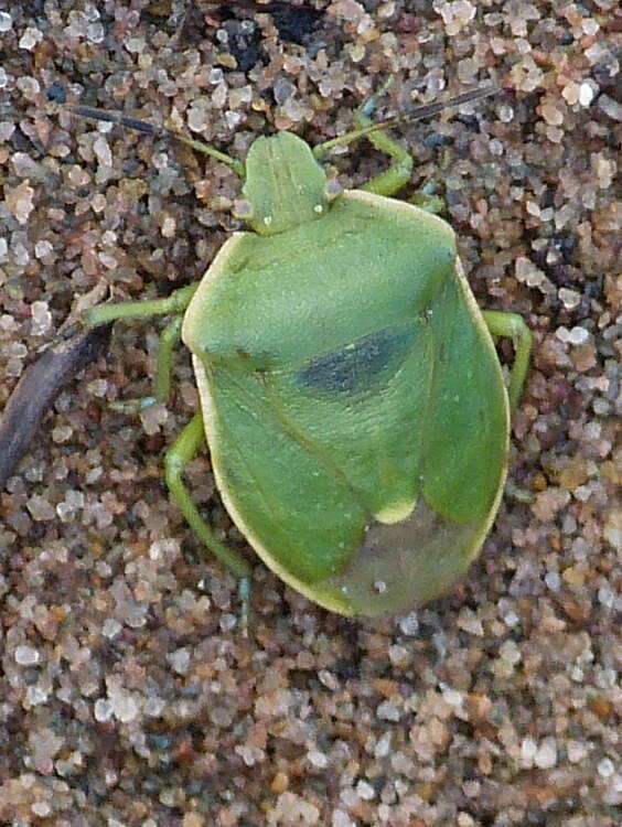 Image of Chlorochroa (Chlorochroa) persimilis Horvath 1908