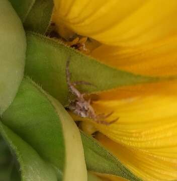 Image of common crab spider