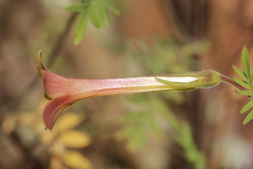 Image of fewflower Jacob's-ladder