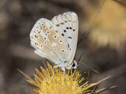 Imagem de Polyommatus albicans (Gerhard 1851)