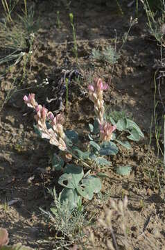 Image de Hedysarum gypsaceum Korotkova