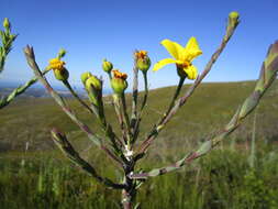 Image of Osteospermum corymbosum L.