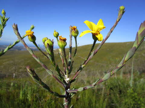 Image de Osteospermum corymbosum L.