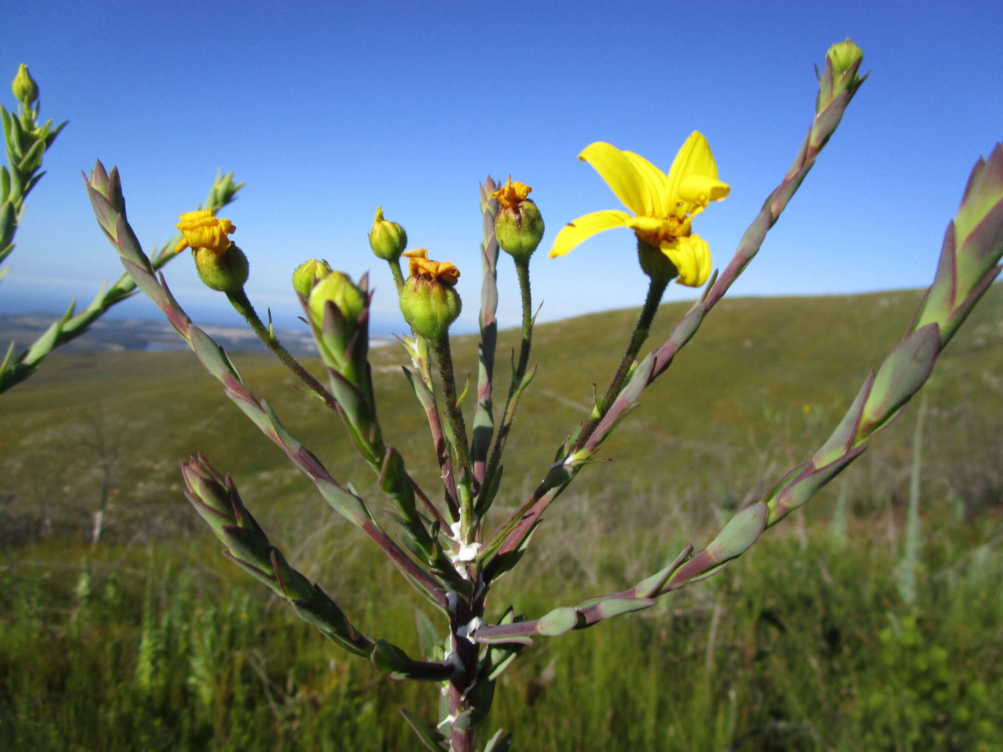 Image of Osteospermum corymbosum L.