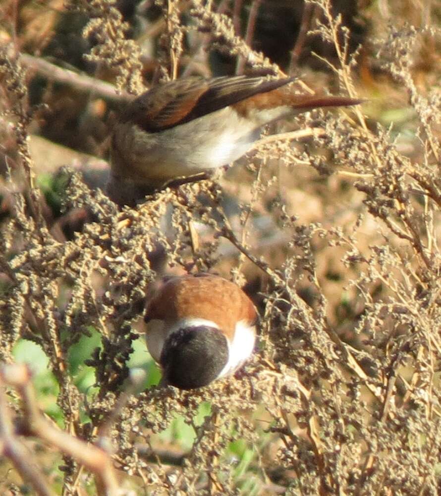 Image of Black-headed Canary