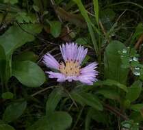 Image de Centaurea pullata L.