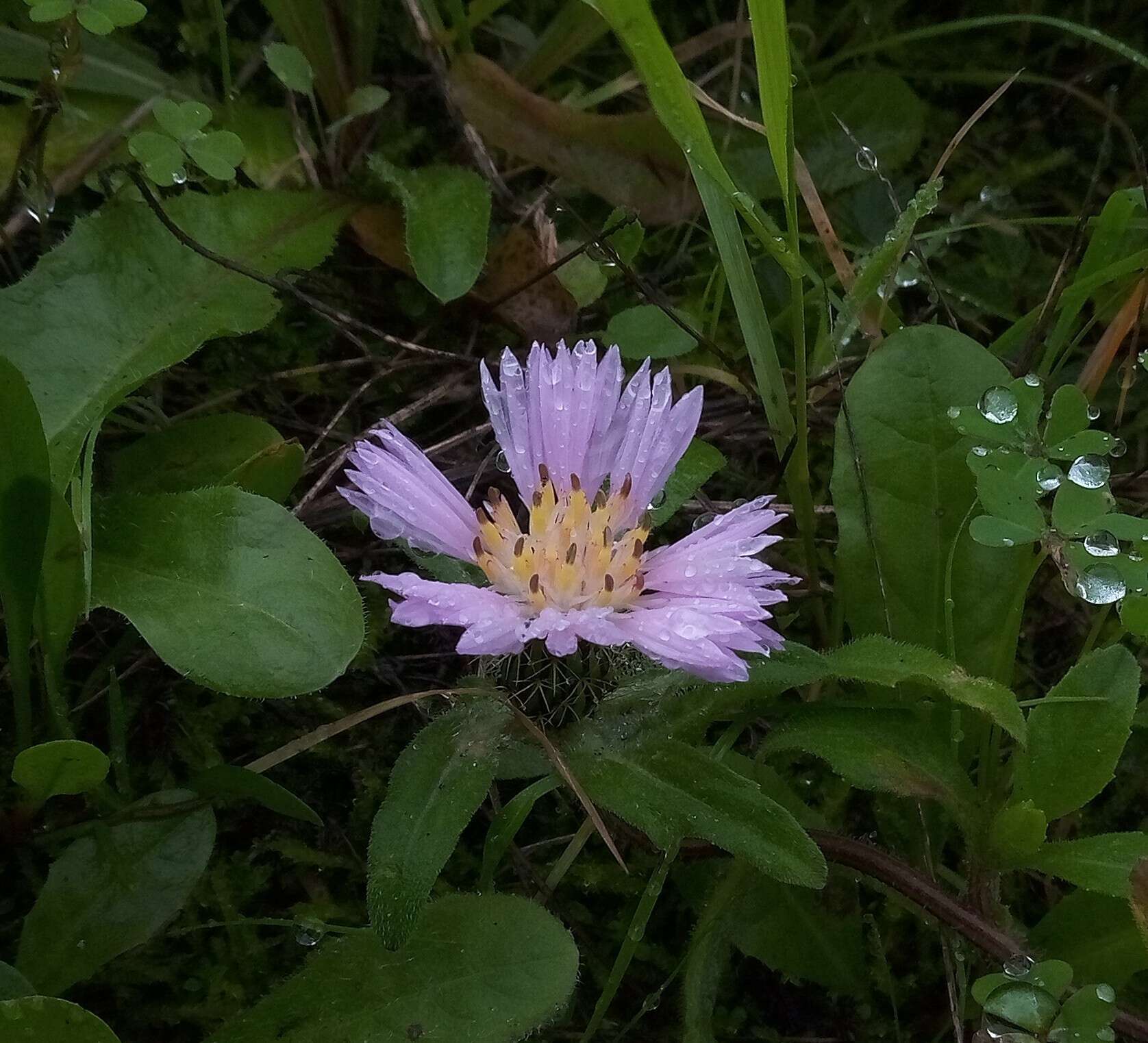 Image de Centaurea pullata L.