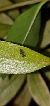 Image of Andromeda Lace Bug