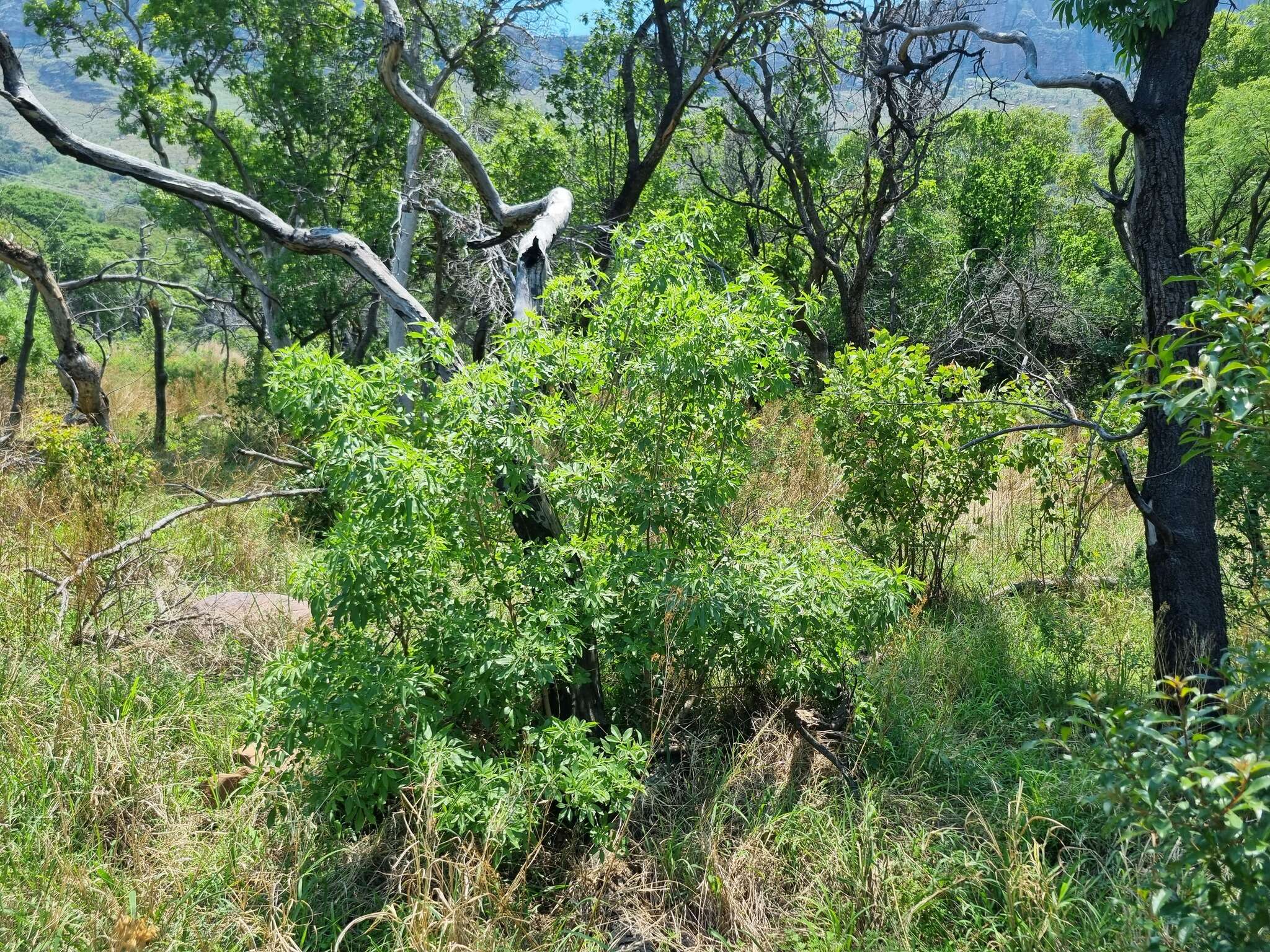 Imagem de Vitex rehmannii Gürke