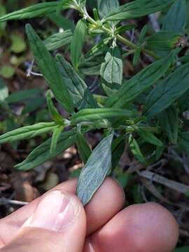 Image of Monardella hypoleuca subsp. intermedia A. C. Sanders & Elvin