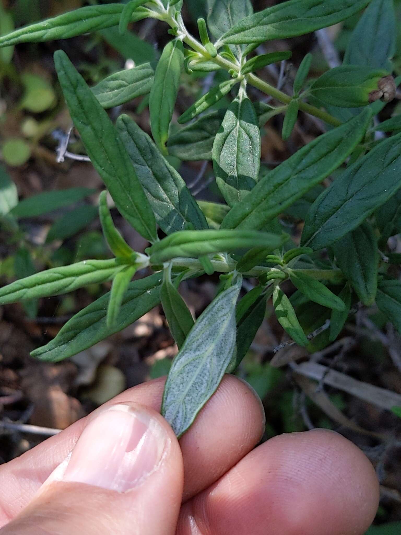 صورة Monardella hypoleuca subsp. intermedia A. C. Sanders & Elvin