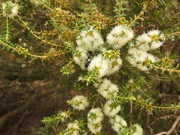 Plancia ëd Bembix vespiformis F. Smith 1856