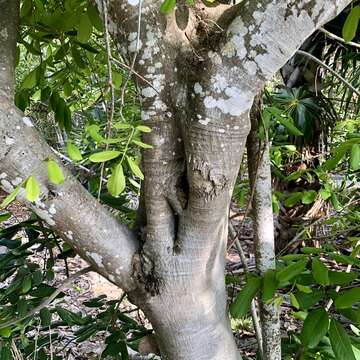 Image of Florida fishpoison tree