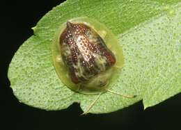 Image of Coptocycla (Psalidonota) texana (Schaeffer 1933)