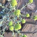 Image of Teucrium luteum subsp. flavovirens (Batt.) Greuter & Burdet