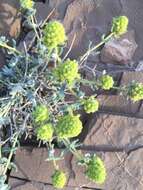 Image of Teucrium luteum subsp. flavovirens (Batt.) Greuter & Burdet