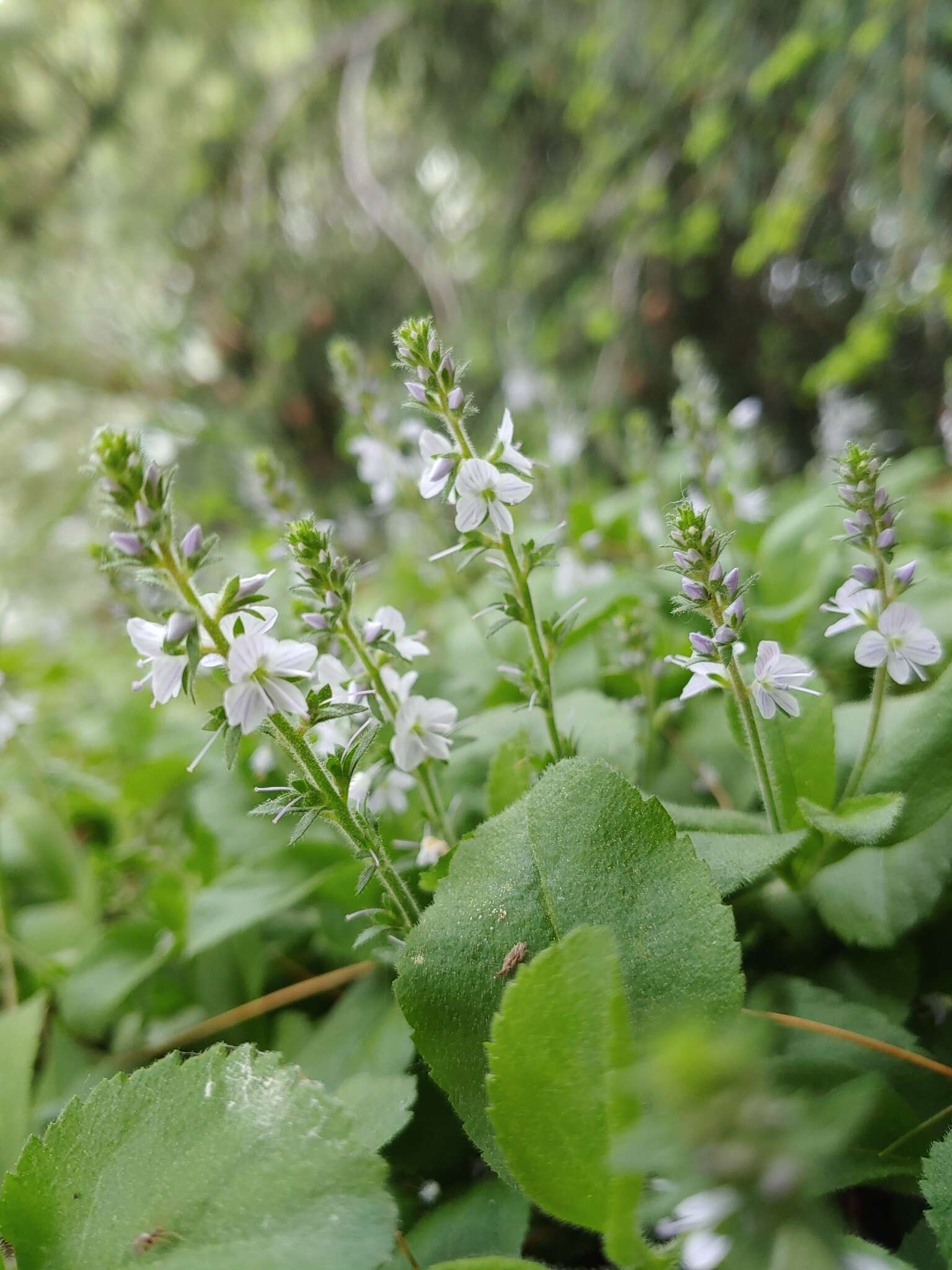 Imagem de Veronica officinalis var. officinalis