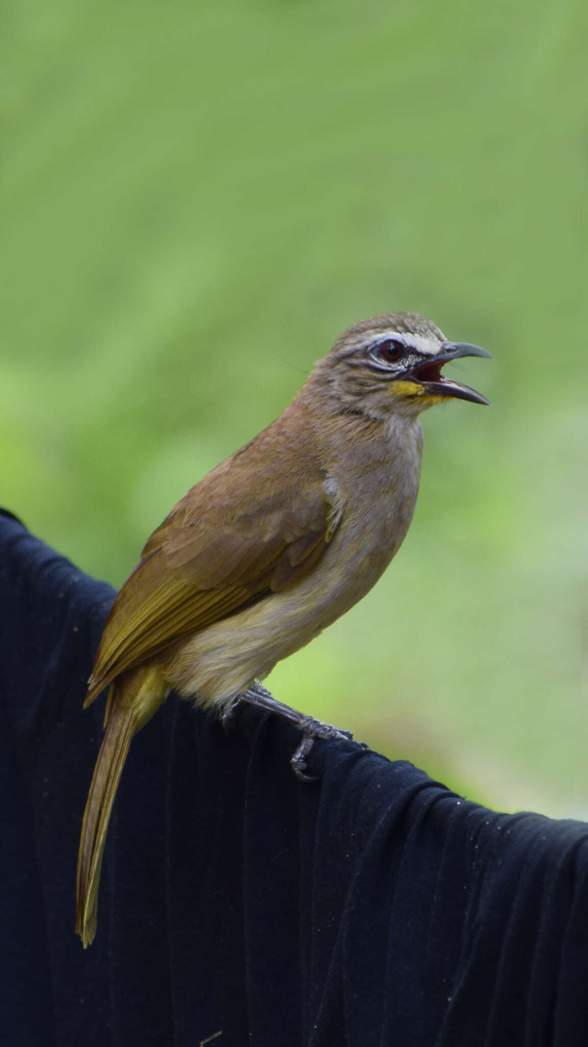 Image of White-browed Bulbul