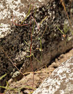 Plancia ëd Streptanthus fenestratus (Greene) J. T. Howell